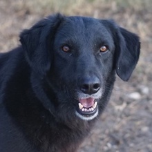 SWARZI, Hund, Mischlingshund in Griechenland - Bild 1