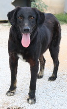 SWARZI, Hund, Mischlingshund in Griechenland - Bild 10