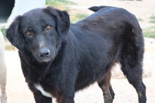 SWARZI, Hund, Mischlingshund in Griechenland - Bild 11