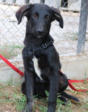 SWARZI, Hund, Mischlingshund in Griechenland - Bild 13