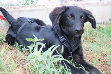 SWARZI, Hund, Mischlingshund in Griechenland - Bild 16