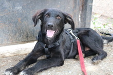 SWARZI, Hund, Mischlingshund in Griechenland - Bild 17