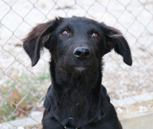 SWARZI, Hund, Mischlingshund in Griechenland - Bild 18