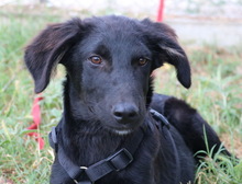 SWARZI, Hund, Mischlingshund in Griechenland - Bild 19
