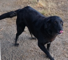 SWARZI, Hund, Mischlingshund in Griechenland - Bild 3