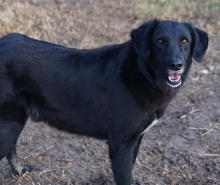 SWARZI, Hund, Mischlingshund in Griechenland - Bild 4