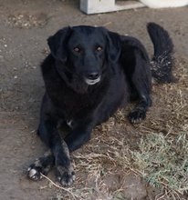 SWARZI, Hund, Mischlingshund in Griechenland - Bild 5