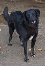 SWARZI, Hund, Mischlingshund in Griechenland - Bild 6