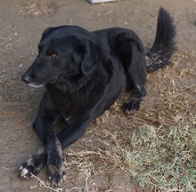 SWARZI, Hund, Mischlingshund in Griechenland - Bild 7