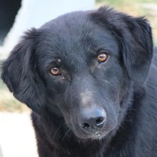 SWARZI, Hund, Mischlingshund in Griechenland - Bild 8