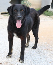 SWARZI, Hund, Mischlingshund in Griechenland - Bild 9