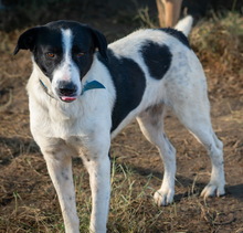 GOMAR, Hund, Mischlingshund in Griechenland - Bild 2