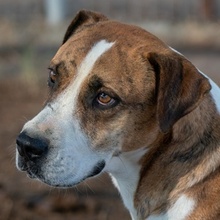 TIGER, Hund, Mischlingshund in Griechenland - Bild 2