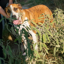 TIGER, Hund, Mischlingshund in Griechenland - Bild 5