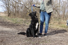UDO, Hund, Mischlingshund in Ungarn - Bild 2