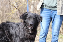 UDO, Hund, Mischlingshund in Ungarn - Bild 3