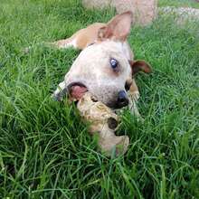 KAIJLA, Hund, Mischlingshund in Ungarn - Bild 2