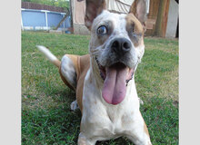 KAIJLA, Hund, Mischlingshund in Ungarn - Bild 5