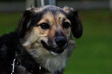 AMIS, Hund, Mischlingshund in Bad Wünnenberg - Bild 1