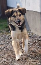 AMIS, Hund, Mischlingshund in Bad Wünnenberg - Bild 16