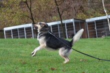 AMIS, Hund, Mischlingshund in Bad Wünnenberg - Bild 2