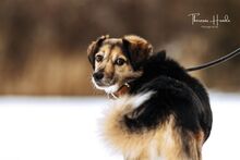 AMIS, Hund, Mischlingshund in Bad Wünnenberg - Bild 25