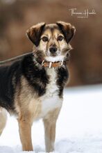 AMIS, Hund, Mischlingshund in Bad Wünnenberg - Bild 28