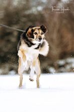 AMIS, Hund, Mischlingshund in Bad Wünnenberg - Bild 29