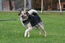 AMIS, Hund, Mischlingshund in Bad Wünnenberg - Bild 3