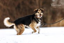 AMIS, Hund, Mischlingshund in Bad Wünnenberg - Bild 33
