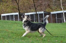 AMIS, Hund, Mischlingshund in Bad Wünnenberg - Bild 4