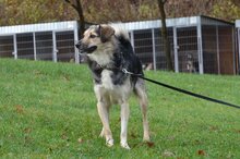 AMIS, Hund, Mischlingshund in Bad Wünnenberg - Bild 5