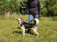AMIS, Hund, Mischlingshund in Bad Wünnenberg - Bild 7