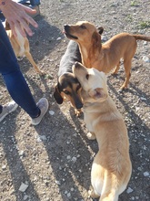 JELLY, Hund, Mischlingshund in Zypern - Bild 11