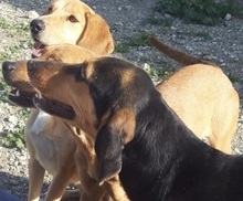 JELLY, Hund, Mischlingshund in Zypern - Bild 12