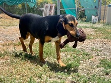 JELLY, Hund, Mischlingshund in Zypern - Bild 13