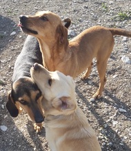 JELLY, Hund, Mischlingshund in Zypern - Bild 14