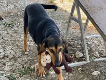 JELLY, Hund, Mischlingshund in Zypern - Bild 18