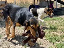 JELLY, Hund, Mischlingshund in Zypern - Bild 3