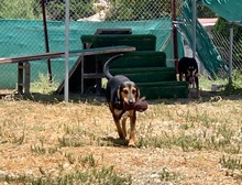 JELLY, Hund, Mischlingshund in Zypern - Bild 5