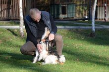 VACO, Hund, Foxterrier in Viersen - Bild 6