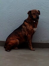 KARMEN, Hund, Mischlingshund in Cottbus - Bild 1