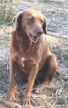 TOBY, Hund, Labrador Retriever-Mix in Rumänien - Bild 1