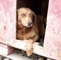 TOBY, Hund, Labrador Retriever-Mix in Rumänien - Bild 2