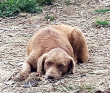 TOBY, Hund, Labrador Retriever-Mix in Rumänien - Bild 4