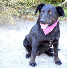 OBORKA, Hund, Mischlingshund in Slowakische Republik - Bild 5