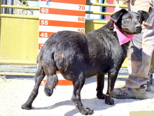 OBORKA, Hund, Mischlingshund in Slowakische Republik - Bild 6