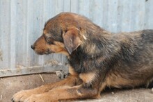 AHAB, Hund, Pinscher-Mix in Rumänien - Bild 2