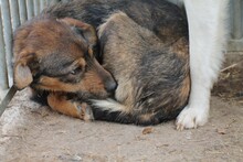 AHAB, Hund, Pinscher-Mix in Rumänien - Bild 3