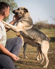 SERAMIS, Hund, Mischlingshund in Rumänien - Bild 1